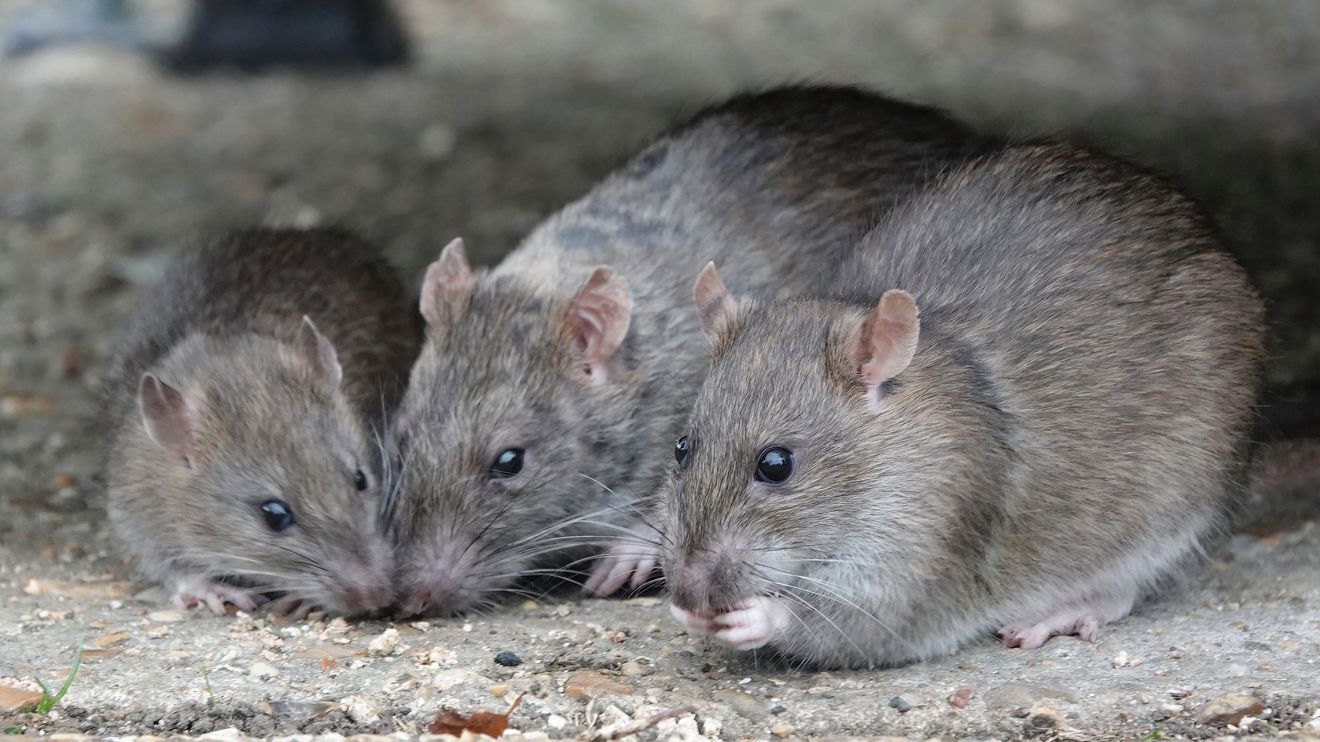 Rat soup? NYC cafe shut down after female claims she found rodent in her foods.