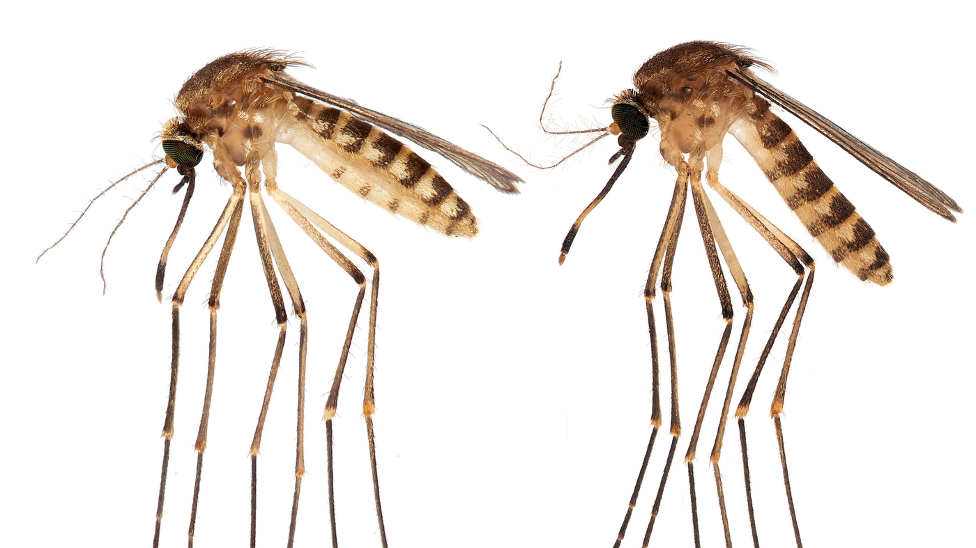 New tropical mosquito is buzzing across Florida : NPR