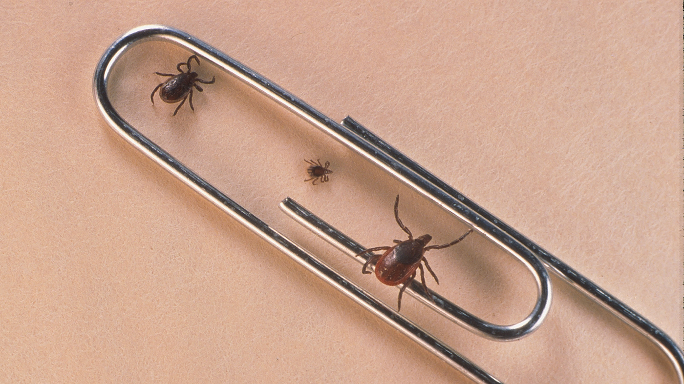What is Babesiosis? The tick-borne disease that’s on the increase in 8 states : NPR